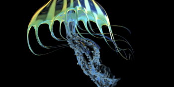 A bioluminescent Jellyfish